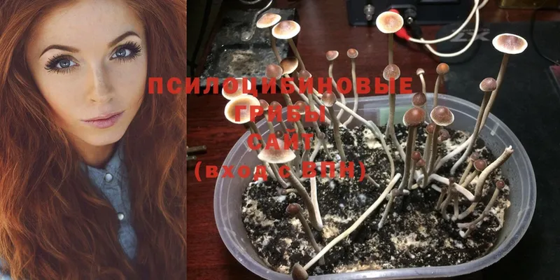 Псилоцибиновые грибы Psilocybine cubensis  mega онион  Собинка 